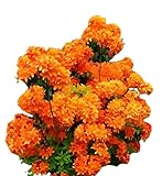 bronzegelb blühende Garten Azalee Rhododendron luteum Golden Eagle 30-40 cm hoch im 5 Liter Pflanzcontainer