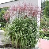 3 x Miscanthus sinensis ‚Malepartus' 1 Liter (Ziergras/Gräser/Staude/Winterhart) Rotes Chinaschilf