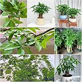 glückskastanie zimmerpflanze winterharte für garten, topf pflanztopf garten balkonpflanzen winterhart, zimmerpflanzen winterharte stauden 12samen