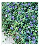 BALDUR Garten Winterharter Bodendecker Vinca Minor 'Blau', 3 Pflanzen, ideal auch für schattige Flächen, immergrün, winterharte Staude, mehrjährig, blühend