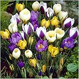 16 verschiedene Krokus gemischt - ein schöner Farbtupfer früh im Jahr - schöne Krokusblüten Jahr für Jahr - atemberaubende Auslage - für Ihren schönen Garten