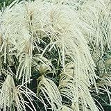 Miscanthus sinensis ' Silberspinne ' Einzeln im Topf Echtes Chinaschilf (Ziergras Gräser Stauden winterhart) Filigran und Prachtvoller Eyecatcher (1)