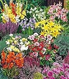BALDUR Garten Sommerblüher Spar-Paket,100 Zwiebeln im Mix, pflegeleicht & lange blühend, Blütenmeer in bunten Farben, effektvolle Beete und Blumensträuße, bienenfreundliches Insektenparadies