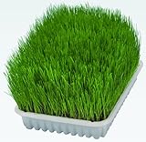 TRIXIE Softgras für Katzen - Gras-Saat zum frischen Selbstziehen - reich an Vitaminen - 100g - 4232