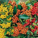 Feuerdorn Mischung Rot, Gelb und Orange 3 immergrüne Pflanzen als Sichtschutz-Hecke - Heckenpflanze/Kletterpflanze von Garten Schlüter