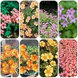 blumenzwiebel, (Oxalis-corniculata) zwiebeln Heilpflanzen blumenwiese pflanzschalen für blumenzwiebeln, bodendecker gartensamen topfpflanzen balkon blumen dauerblüher exotische 20pcs