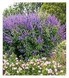 BALDUR Garten Mönchspfeffer 'Queen Bee®',1 Pflanze, extrem lange Blütezeit & Bestäubermagnet, erinnert an Sommerflieder, winterhart, trockenheitsverträglich, robust, mehrjährig, pflegeleicht