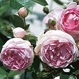 Kletterrose „Jasmina' (Premium) - violett-rosa blühende Topfrose im 6 L Topf - frisch aus der Gärtnerei - Pflanzen-Kölle Gartenrose