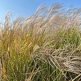 Ziergras - ziergräser deko balkonpflanzen schmetterlingswiese gartenpflanzen winterhart steingartenpflanzen geschenke für gartenliebhaber blumenwiese 300Samen