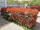 15st. Photinia 'Red Robin' 150-175 cm | immergrün, winterhart, schnellwachsend | roter Austrieb | ideal für Hecke oder Solitär | im Topf | Glanzmispel