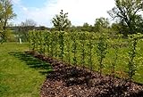 5st. Hainbuche 120-150cm Heckenpflanzen Carpinus betulus Hecke Weißbuche Gartenhecke Hainbuchen Wurzelware