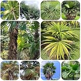 palmensamen, palmen winterhart samen topfpflanzen, exotische pflanzen, steingartenpflanzen pflanzen für sonnige plätze, frühlingsblumen draußen bonsaibaum stauden bäume bonsai baum 30pcs