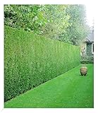 BALDUR Garten Leyland-Zypressen-Hecke, 10 Pflanzen Cupressocyparis leylandii winterhart und immergrün, Cupressocyparis leylandii, Bastardzypresse, schnellwachsend