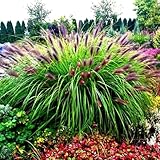 Pennisetum alopecuroides ' Black Beauty ' Frosthartes Schwarzes Lampenputzergras (Ziergras Gräser Stauden Winterhart) (1)