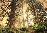 wandmotiv24 Fototapete Regenwald Nationalpark, XS 150 x 105cm - 3 Teile, Wanddeko, Wandbild, Wandtapete, USA, Amerika M0887