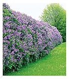 BALDUR Garten Flieder-Hecke, 1 Pflanze, Edelflieder Fliedertraum Blüten-Hecke, Sichtschutz, Syringa vulgaris, winterhart & anspruchslos, Schnittblume, blühend