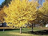 Ginko Biloba 10 Semi (Ginkgo biloba) Alberi ornamentali più popolari