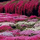 Haloppe 500 Stücke Rock Cress Blumen Pflanzen Samen für die Bepflanzung des Hausgartens, Garten Bodendecker Mehrjährige Blume Pflanzendekor Purple Rock Cress Seeds Felsenkresse-Samen