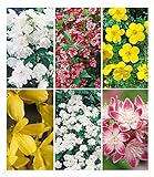 BALDUR Garten 5 Meter Blüh-Hecken-Kollektion, Blütenhecke 6 Pflanzen, bienenfreundlich (außer Forsythie), Forsythie, Weigelie, Jasmin, Deutzie, Potentilla, Spirea, winterhart, blühend
