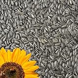 GardenGuru Wildvogelfutter 25kg, Schwarze Sonnenblumenkerne, Ideal für Vögel, Ganzjahresvogelfutter, Ölhaltiges Streufutter, Winterfutter für kleine und große Vögel