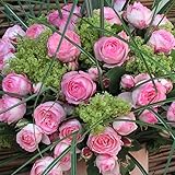 Kletterrose „Mini Eden Rose®“ - hellrosa blühende Topfrose im 6 L Topf - frisch aus der Gärtnerei - Pflanzen-Kölle Gartenrose
