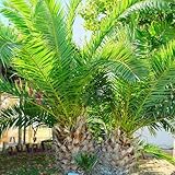 palmensamen pflanzendeko gartenpflanze balkonpflanzen winterhart mehrjährig extrem winterharte kübelpflanzen baumsamen immergrüne exotische zimmerpflanzen kräuterpflanzen grünpflanzen 25samen