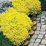 PERZOE 700 Stück kriechender Thymian Samen Bodendecker Teppich mehrjährige blühende Gartenpflanze Dekor Felsenkresse Samen Gelb