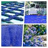 12000+ Stück Thymian, Bodendecker Winterhart Mehrjährig, Blau Kriechender Thymian