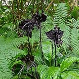 fledermausblume samen - Tacca chantrieri - balkonblumen balkon blumen garten pflanzen schattenpflanzen topfpflanzen pflanzen züchten blumenwiese mehrjährig winterhart garten winterharte 150 Stück