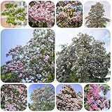 trompetenbaum winterhart samen, blumenwiese samen bonsai baum bäume balkon blumen saatgut winterharte kübelpflanzen balkonpflanzen winterhart steingartenpflanzen winterhart blumen 550pcs