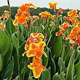 Cannas Knollen Canna Lilie Zwiebeln KräUter Geschenk Blumen Deko Hydroponische Pflanzen Winterhart Blumenzwiebeln FrüHblüHer Garten Geschenke FüR Frauen Blumenzwiebel GartenkräUter 8Stück