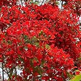 flammenbaum kaufen - gartendeko für draußen alte sorten balkon bio gewächshaus 30samen
