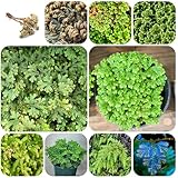 Selaginella tamariscina Zwiebeln, farn pflanze zwiebel ziergräser ziergras gartensamen seltene pflanzen winterharte, KräUtergarten Gartenpflanzen KräUter, bodendecker plant 6pcs