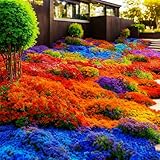 10000+ Stück Thymian, Bodendecker Winterhart Mehrjährig, Roter Kriechender Thymian (Bunt, 1 Tüte)