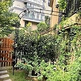 2,4 m Metall-Pergola-Gartenbogen für Kletterpflanzen, Stahl-Spalier für Rosen, halbes Seitendesign, langlebige Metallstruktur, für den Außenbereich, 2 m / 3,9 / 5,9 / 7,2 / 8,8 / 3 m