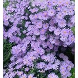 DAMAICHUHAI 200 Asternsamen, Geeignet Für Balkonbepflanzung, Gartengestaltung, Beetdekoration, Kälteresistente Und Pflegeleichte Blumensamen Mit Hoher Keimrate