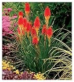 Stauden Gänge 1 x Kniphofia 'Papaya Popsicle' (Winterhart/Staude/Dauerblüher/Bienenferundlich/Mehrjährig) Fackellilie - Hingucker der den ganzen Sommer über bis tief in den Herbst hinein blüht