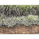 PerfectHD Zaunsichtschutz - Motiv Steinmauer - Sichtschutz für den Garten - 2,50 x 1,80 x 0,19 m - 9 Streifen - 30 Varianten