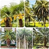 120 Pcs palmensamen set - gartendeko für draußen,Trachycarpus fortunei,palmen bäume garten winterhart zimmerpflanze bonzai bäume stauden winterhart mehrjährig geschenke