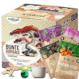 valeaf Bunte Bonsai Starter Set für deinen Bonsai Baum I Anzucht Set m. 4 Bonsai Samen u. Bonsai Schale im Bonsai Starter Kit I Bonsaisamen Exotische Samen I Bonsai Tree Bonsaizucht I valeaf Samen