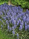 Kriechender Günsel 40 Samen (Ajuga reptans) Bodendecker, Staude