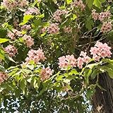 trompetenbaum winterhart samen, exotische samen blumenwiese samen balkon pflanzen garten pflanzensamen bonsai baum bäume balkon blumen trompetenbaum samen, blumensamen saatgut 200pcs