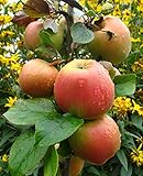 Apfelbaum, Goldparmäne, Malus domestica, Obstbaum winterhart, alte Sorte rot, im Topf, ca. 175