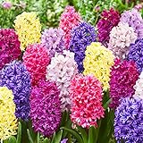 Budget Mix (15 Zwiebeln), Duftende Hyazinthen Kollektion, 3 Sorten/Farben, Mehrjährig, Winterhart Blumenzwiebeln Mischung aus Holland für Garten, Topf, Glas (große Knollen, kein Samen)