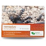 Ameisen bekämpfen mit e-nema SF Nematoden | 10 Mio. für 10 m² oder bis zu 10 Nester | Ameisenfrei