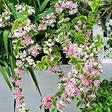 weigeliesamen schattenpflanzen weigelie bio blumenbeet, winterhart blühend gartendeko blumenteppich 40pcs