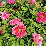 pfingstrosen blumenwiese blumenzwiebel pfingstroseknollen herbstpflanzen winterhart blühend bonsai geschenkdeko wohnzimmer seltene frühlingsblüher minigarten decoration blumenzwiebeln 2zwiebeln