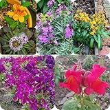 goldlack pflanze samen bodendecker winterhart mehrjährig goldlack samen blumenwiese samen mehrjährig, herbst deko wildblumen balkonblumen, schnittblumen samen blumenwiese samen, 40pcs