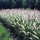3 x Pennisetum alopecuroides ‚Foxrot' 1 Liter (Ziergras/Gräser/Stauden/Winterhart) Buntes Lampenputzergras SCHÖNHEITT