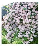 BALDUR Garten Rosa Perlmuttstrauch, 1 Pflanze, bienenfreundlich, winterhart, pflegeleicht, Wasserbedarf gering, für Standort im Schatten geeignet, blühend, Kolkwitzia amabilis Rosea